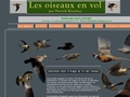 http://www.oiseaux-en-vol.com